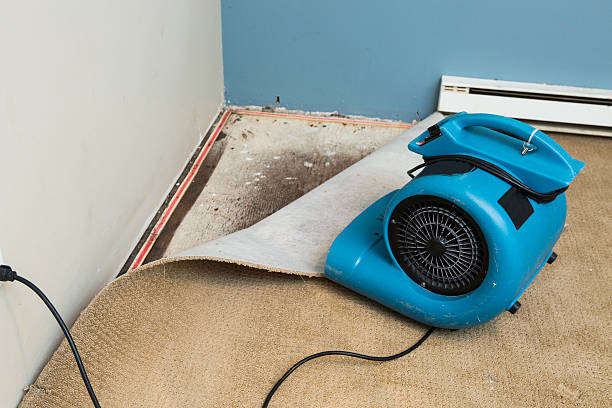 Best Mold removal after water damage  in Lackawanna, NY